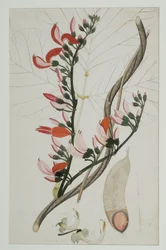 Butea superba Willd, 1787